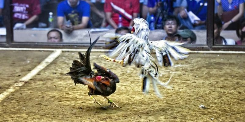 89win qq88 bắn cá